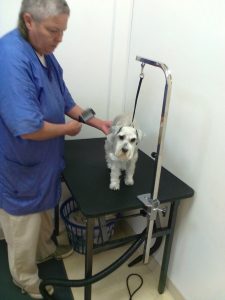 Chandler, AZ Dog Groomers who care about your dogs.